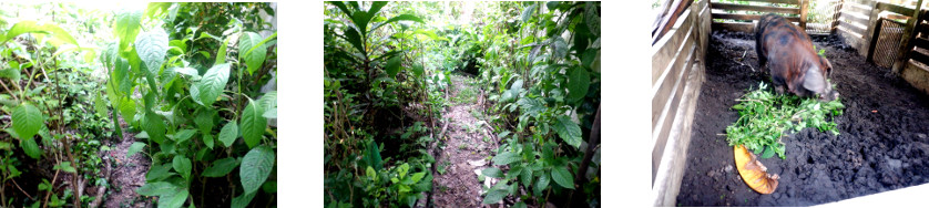 Images of trimming and feeding in
        tropical backyard