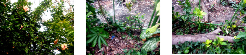 Imagws of hibiscus trimmed and transplanted with other
        plants along fence in tropical backyard