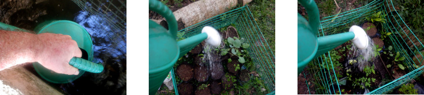 Images of seedlings being watered in
        tropical backyard