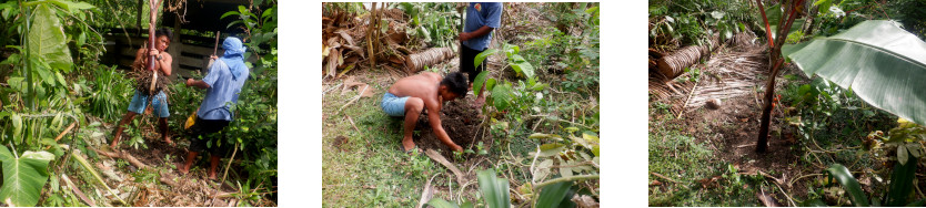 Images of banana tre being transplanted in tropical
        backyard