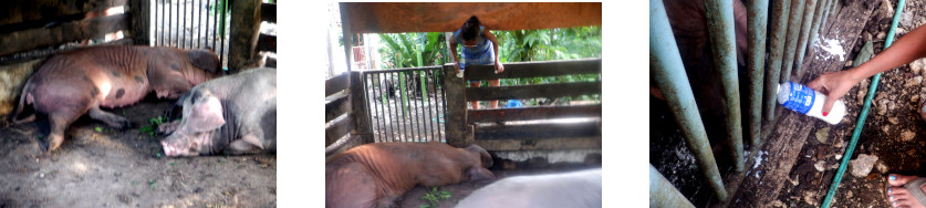 Images of sick pig in tropical backyard