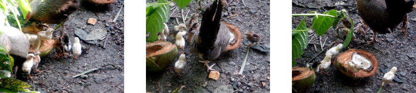 Images of tropical backyard hen with newly born chicks