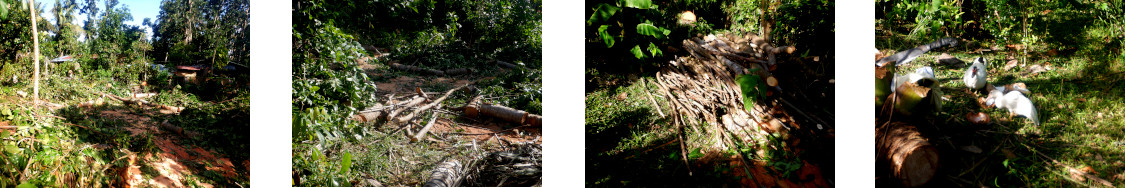 Images of clearinbg up in tropical backyard after tree
        cutting