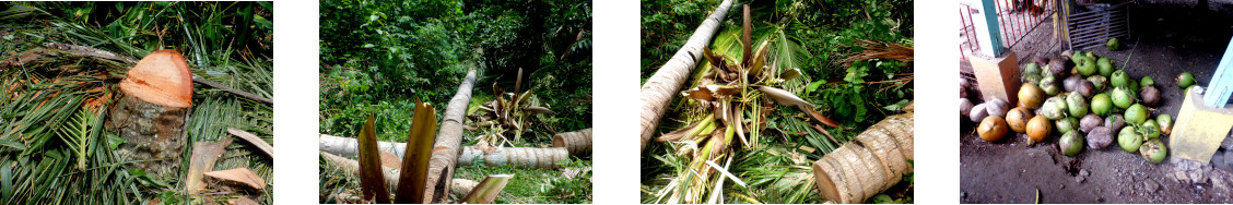 Images of coconut trees being
        felled in tropical backyard