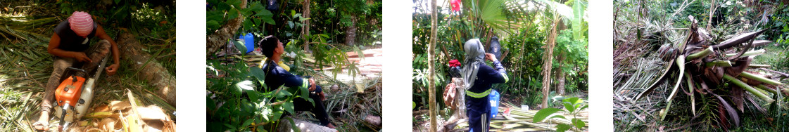 Images of men cutting down
          coconut trees in tropical backyard