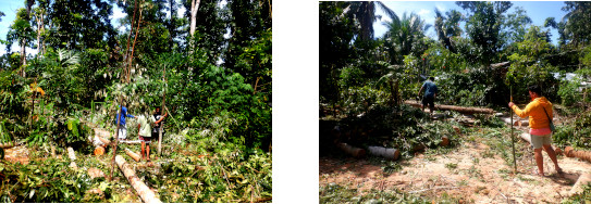 Images of people collecting debris for firewood after tree
        felling in tropical backyard