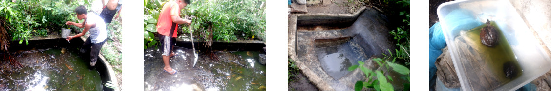 Images of
      tropical backyard duck pond being cleaned