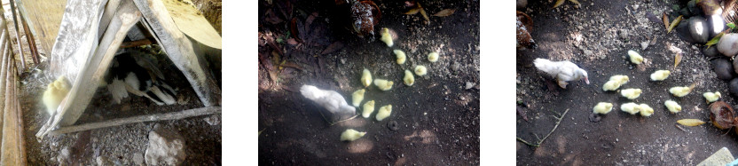 Images of newly born ducklings in
        tropical backyard