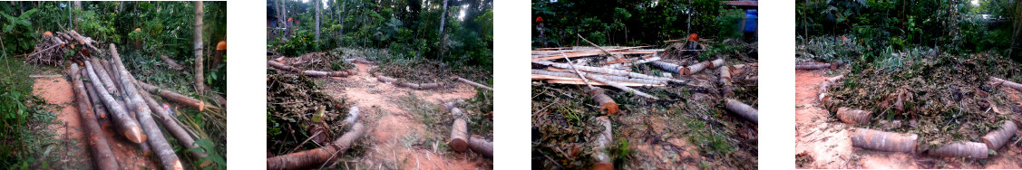 Images of debris from felled trees tidied up in tropical
        backyard