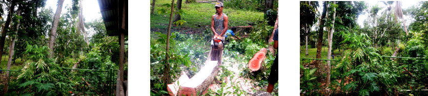 Images of a tree felled for lumber