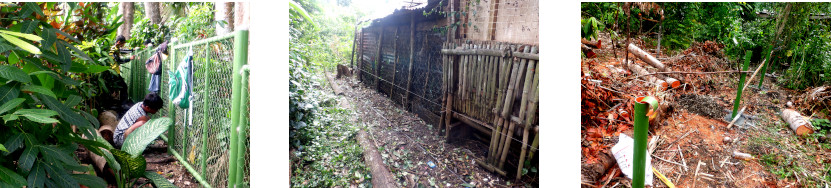 Images of work on fencing in tropical backyard