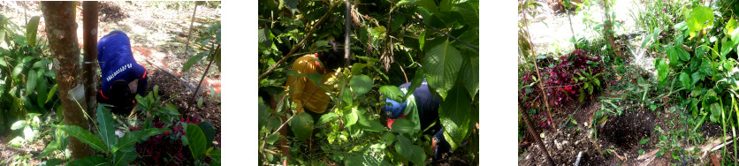 Images of men digging holes in
        tropical backyard for pig run fences