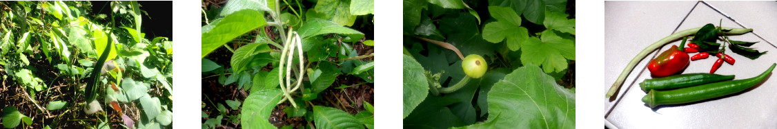 Imnages
            of tropical backyard vegetables starting to fruit