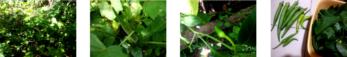 Images of small harvest from tropical backyard