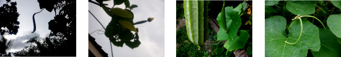 Images of vegetables either growing or harvested in
        tropical backyard