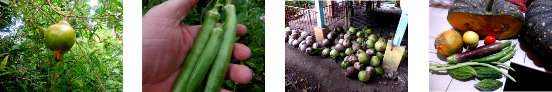 Images of harvest from tropical
          backyard