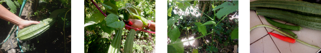 Images of small harvest from tropical backyard