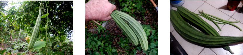 Images of small harvest from
            tropical backyard