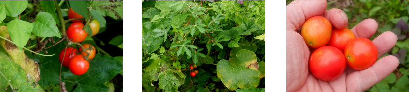 Images of Small Harvest from tropical backyard