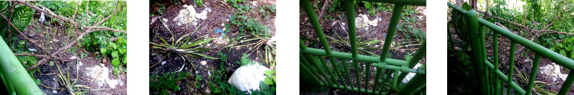 Images of tropical backyard
              exit blocked by angry neighbour