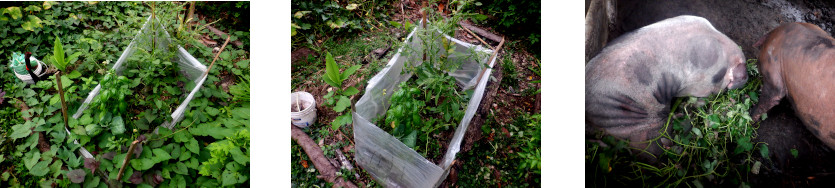 Images of unwanted growth on tropical backyard path cleared
        and fed to pigs