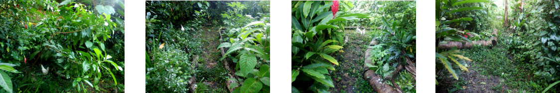 Images of garden paths cleared in tropical backyard