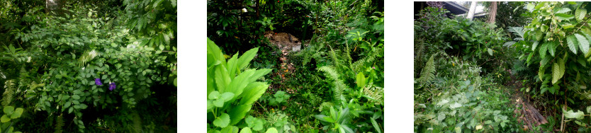 Images of tropical backyard paths trimmed of excess growth