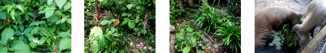 Images of tropical backyard path
              cleared of excess growth fed to pigs