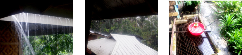 Images of rain in tropical baclyard