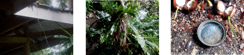 Images of rain in tropical backyard