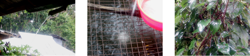 Images of rain in tropical backyard