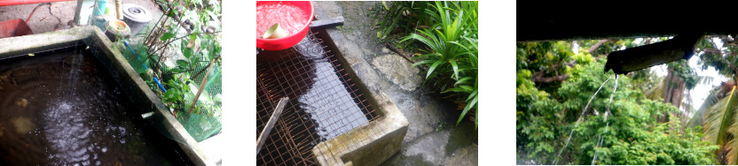 Images of rain in tropical backyard