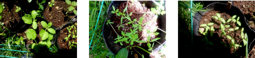 Images
            of seedlings in tropical backyard