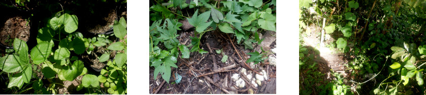 Images of melon seedlings
        transplanted in tropical backyard