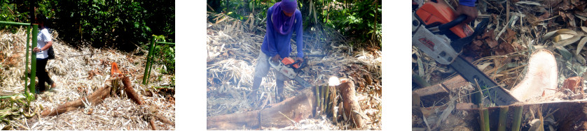 Images of slot cut in unwanted tree stump to fit new fence