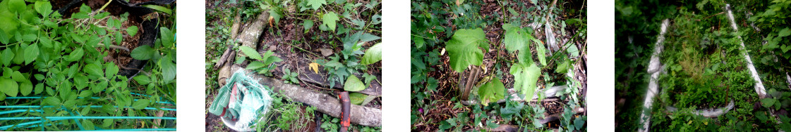 Images of cherry tomato seedlings
        transplanted in tropical backyard garden