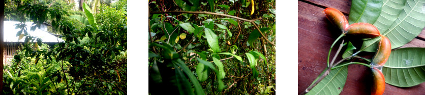 Images of unknown tree growing in
            tropical backyard