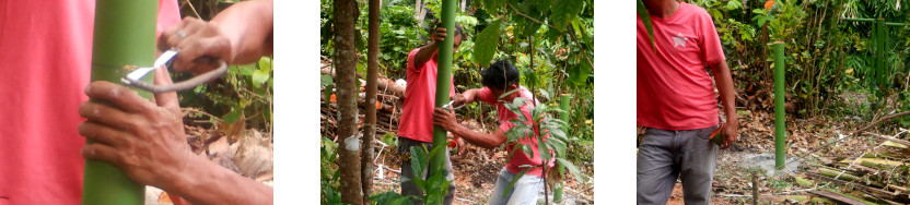 Images of men working on fences for pig runs in tropical
        backyard