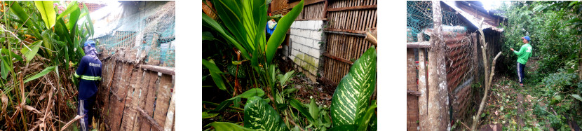 Images of
        worker clearing area for fence in tropical backyard