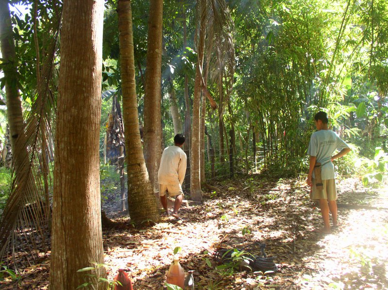 Foto of trees being cut down