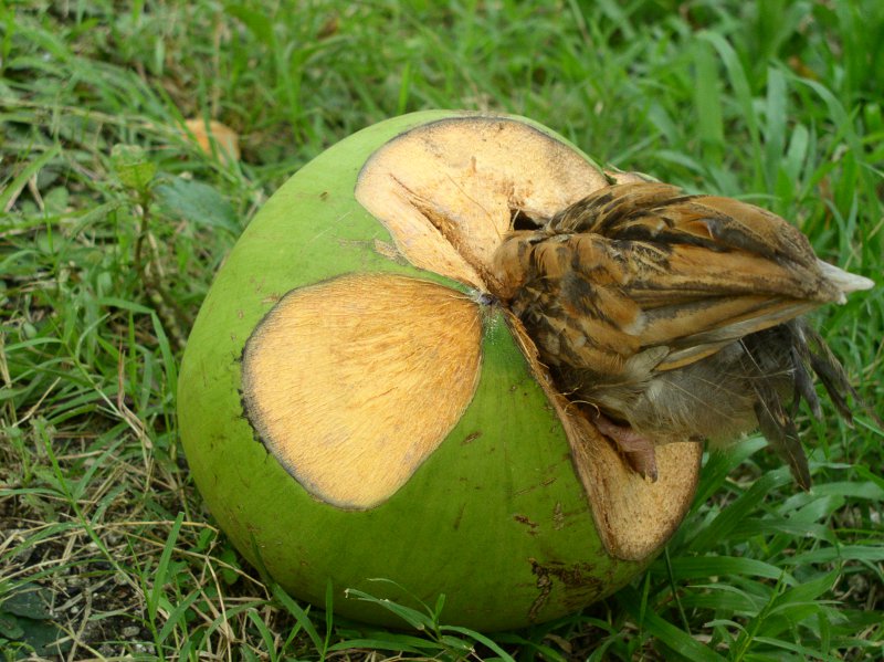 Young Chicken
        eating from fallen coconut