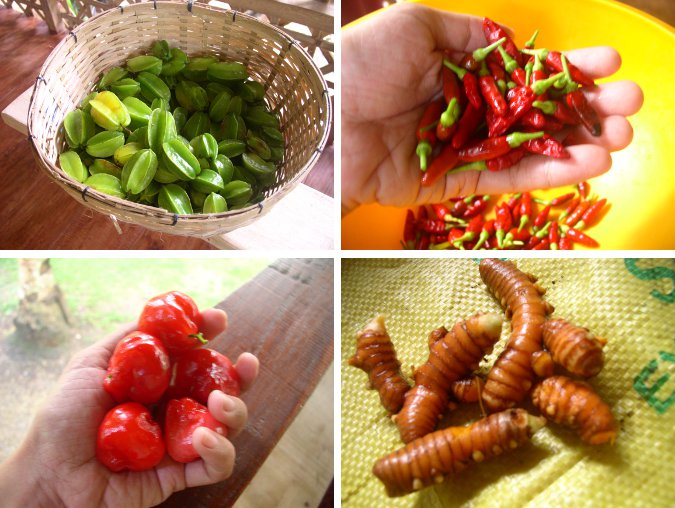 Images of first
        garden crops