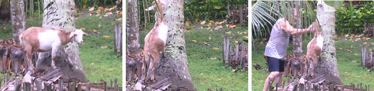 Images of goat at bottom of tree