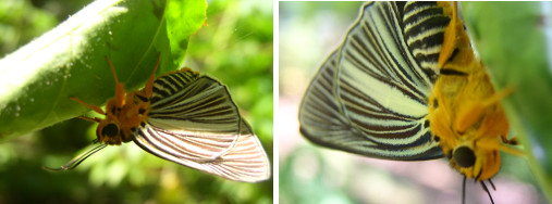 Images of Butterfly