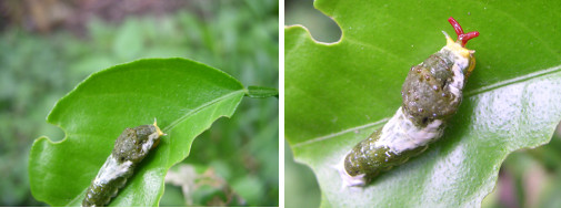 Images of caterpillar