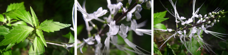 IMages of "cats whisker" blooming