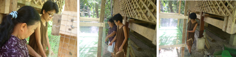 Images of building a coop for young chicks