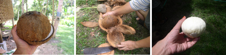 Images of coconuts being opened