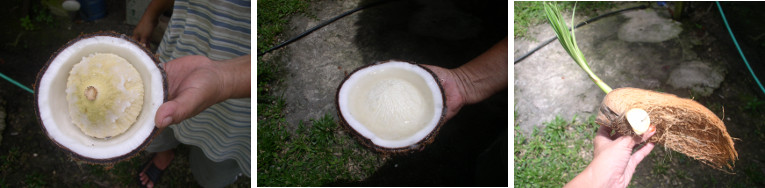 Images of inside coconut