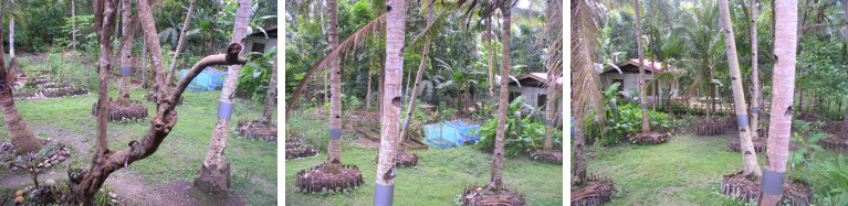Images of Eastern garden area tropical garden
            -December 2012